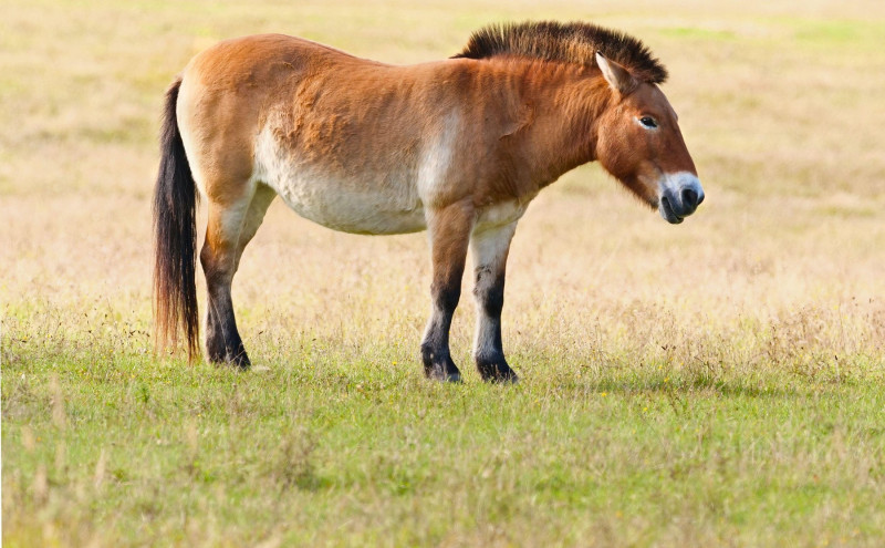 De ce oamenii de știință îngheață speciile de animale pe cale de dispariție în „bănci bio”