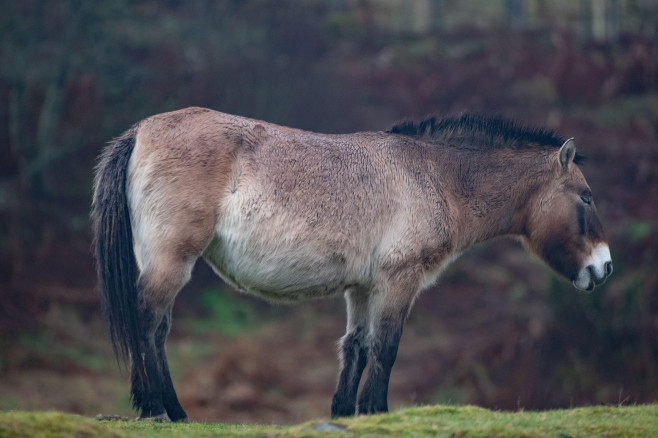 De ce oamenii de știință îngheață speciile de animale pe cale de dispariție în „bănci bio”