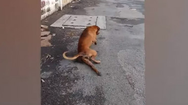 câine Thailanda