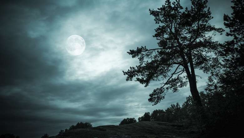 Night forest under sky with full moon