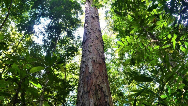 cel mai inalt copac amazonia