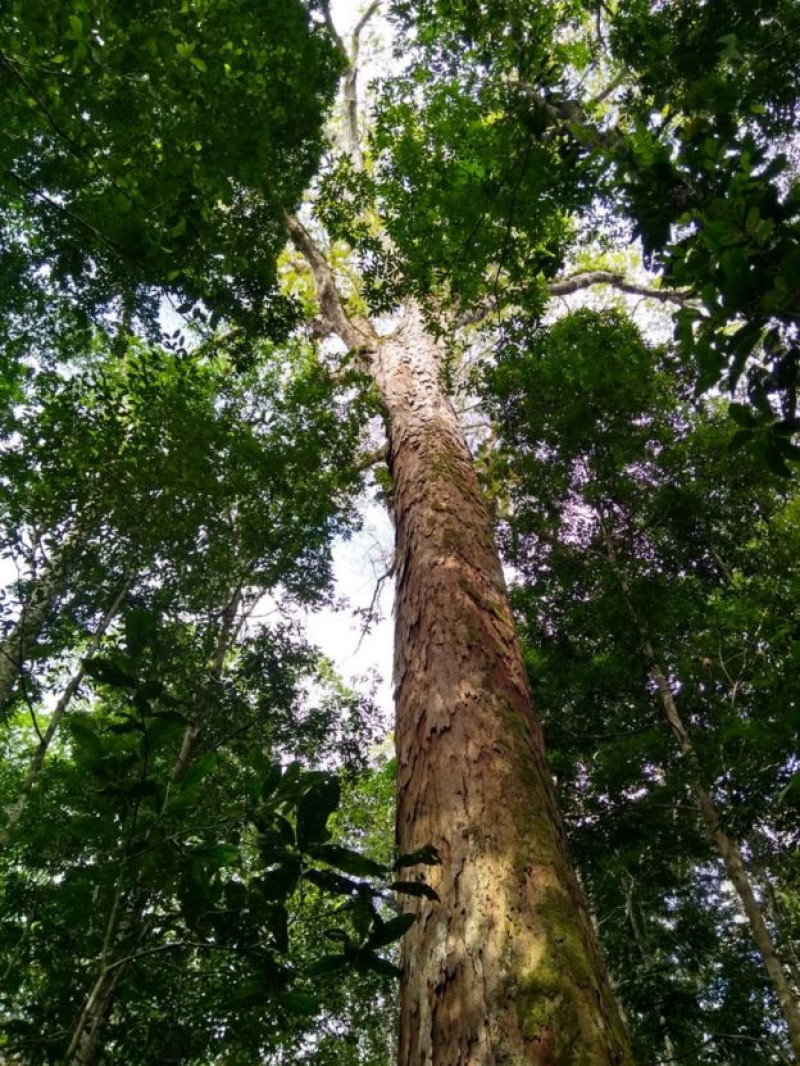 cel mai inalt copac din amazonia