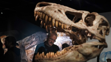 New Exhibition At NYC's Museum Of Natural History Celebrates Tyrannosaurus Rex