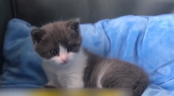 Cat l-a costat pe un chinez sa-si cloneze pisica, dupa ce aceasta a murit