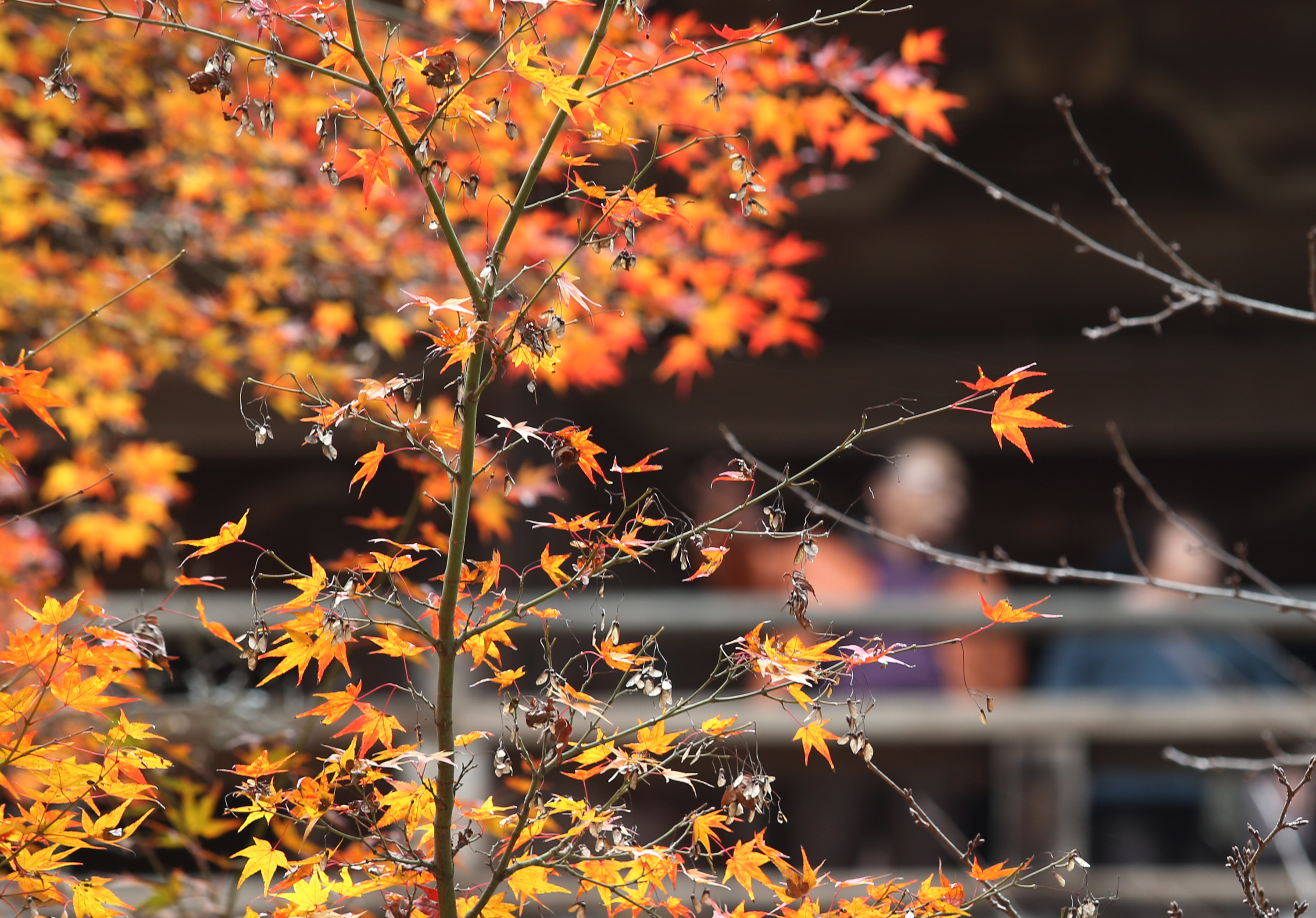 Meteorologii au revizuit estimările pentru următoarele săptămâni. Cum va fi vremea în noiembrie