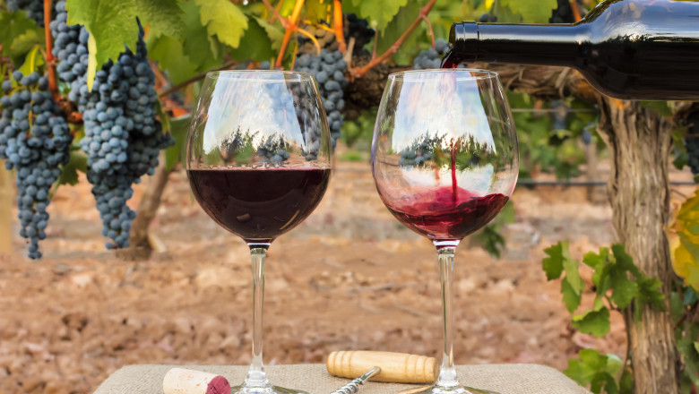 Red wine poured into glasses at vineyard on harvest
