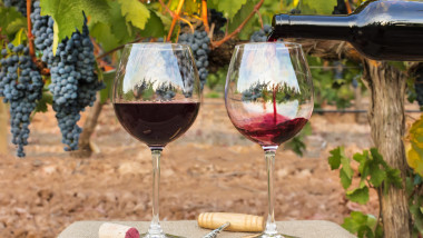Red wine poured into glasses at vineyard on harvest