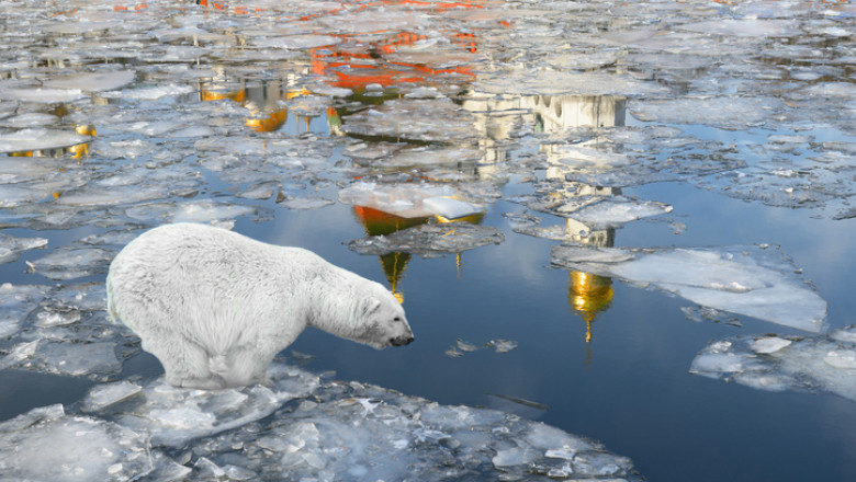 urs polar Rusia