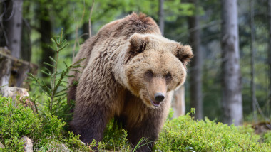 Big brown bear in the forest