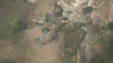 elefanti-morti-la-baza-cascadei-thailanda
