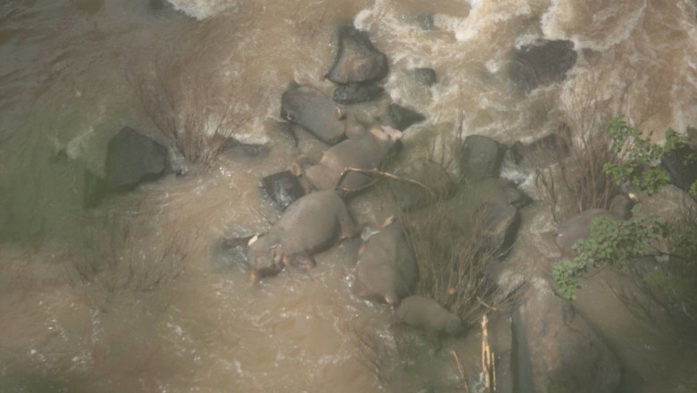 elefanti-morti-la-baza-cascadei-thailanda
