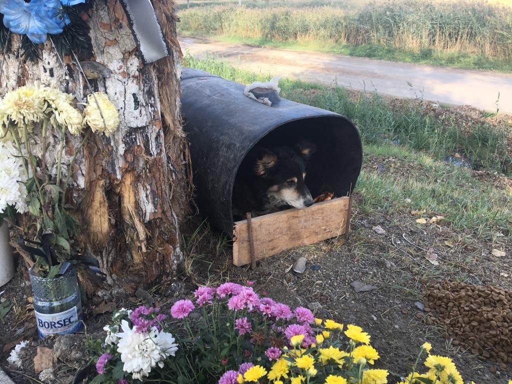 Povestea „cainelui de la copac” din Iasi, care refuza sa plece din locul in care a murit un tanar de 21 de ani