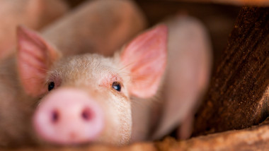 close up of cute pink pig in wooden farm with black eyes looking in camera
