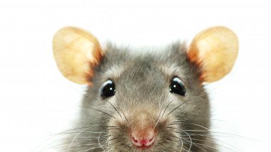 A close-up shot of a mouse on a white background