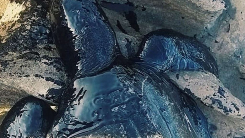 brazil-mysterious-oil-spill-kills-animals-beach-1024x694