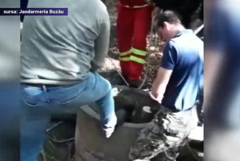 VIDEO - Interventie de amploare pentru salvarea a doi pui de urs, in Buzau. Ce s-a intamplat cu animalele