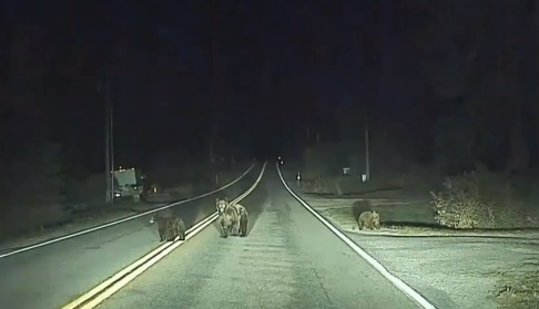 VIDEO. O ursoaica si puii ei, salvati de pilotul automat. Soferul nu i-a vazut la timp