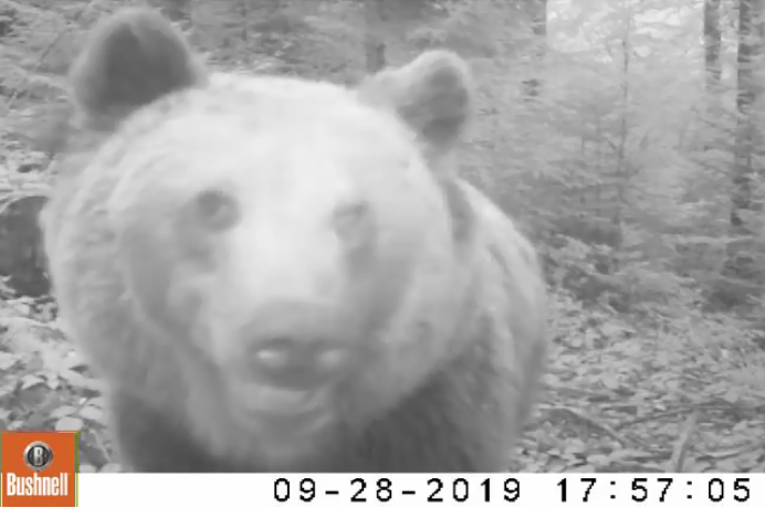 Imagini inedite cu un urs care descopera o camera de monitorizare in Parcul Natural Apuseni
