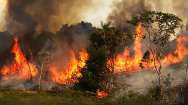 incendii Amazon