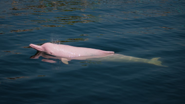 delfin roz apa animale