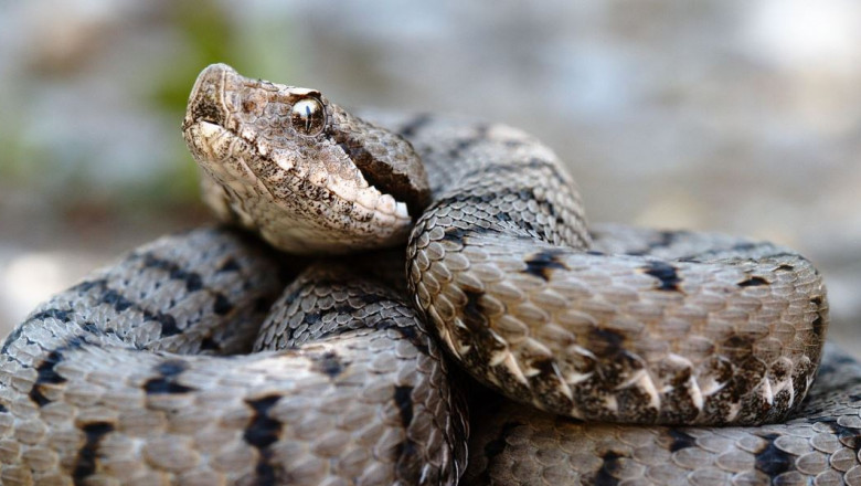 vipera