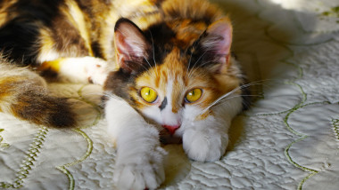 Watchful Calico Cat Resting