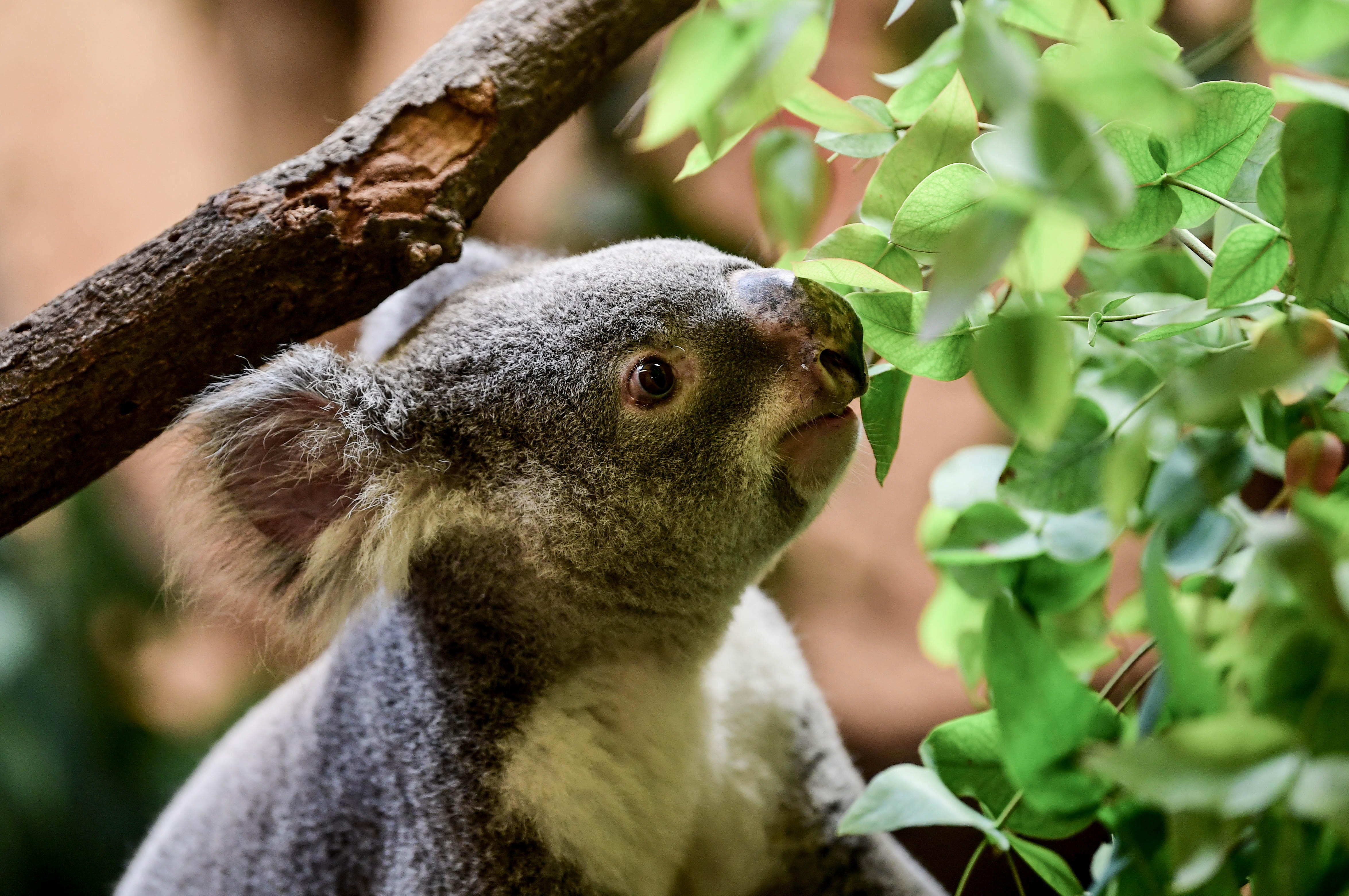 Oficialii australieni au dat undă verde pentru distrugerea habitatului ursuleților koala pentru extinderea unei cariere de piatră