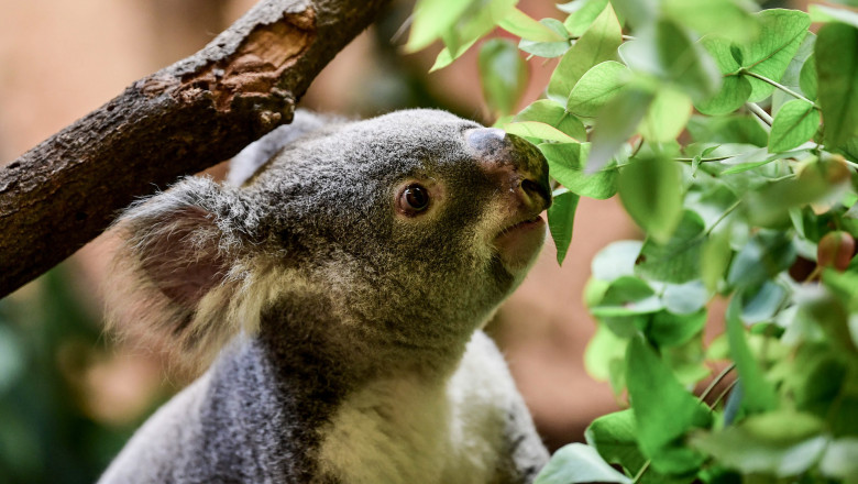 Un ursulet koala mananca frunze de eucalipt