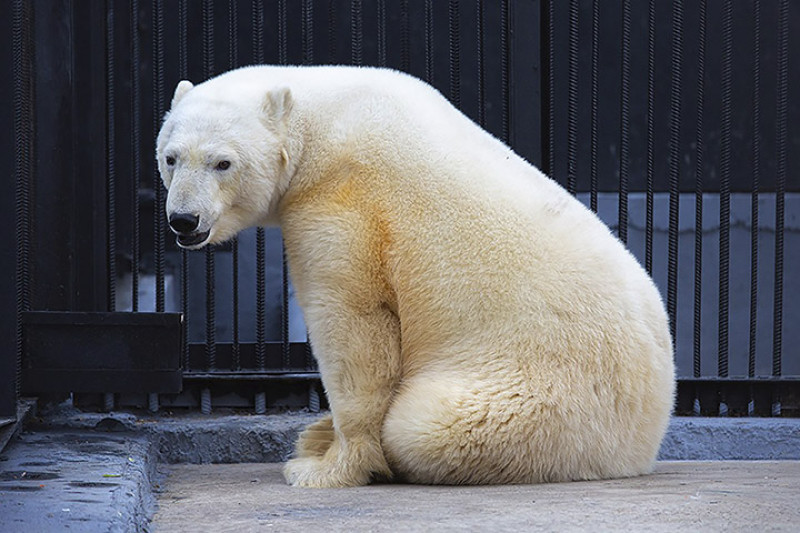 Polar bear in new aviary