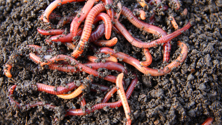 red worms in compost - bait for fishing