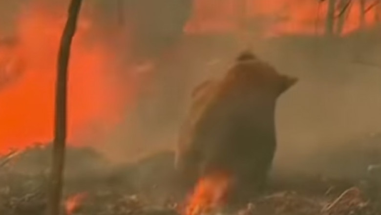 koala incendiu