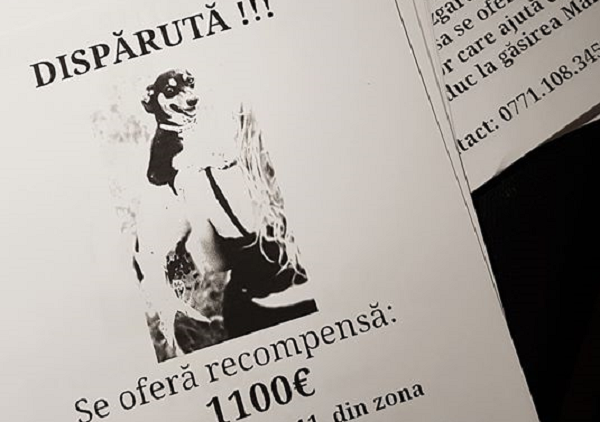 Cainele fugarit de un sat intreg pentru recompensa de 1100 de euro: Niiii, cainele ala cu bani multi si alergau sa o prinda