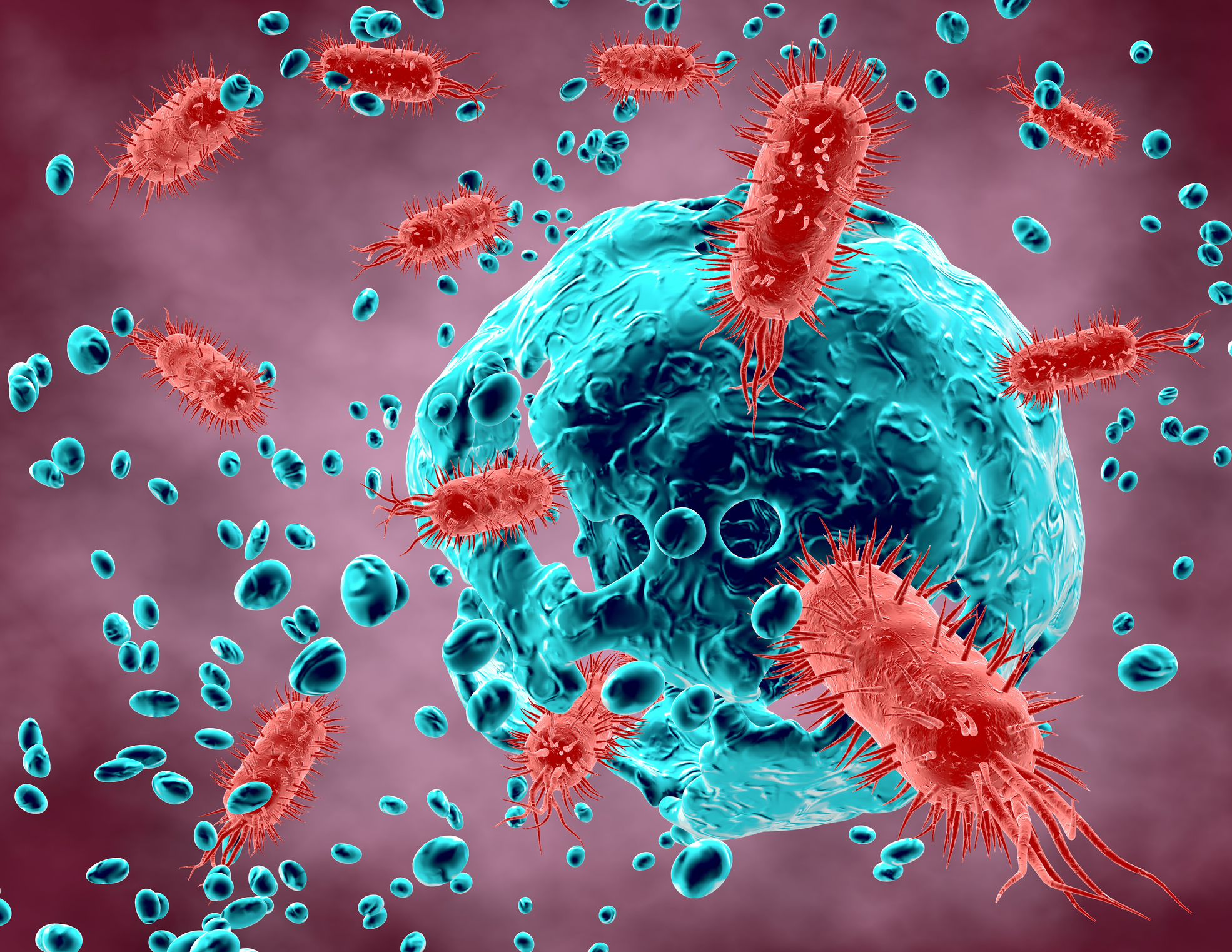 Boala extrem de contagioasa depistata la graniţa Romaniei. Maladia fost eradicata la noi in tara in 1980