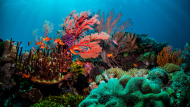 Colourful coral scene underwater with fish and divers