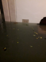 Venetia inundata 131119 (2)