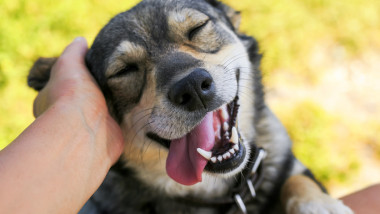 cute dog put his face on his knees to the man and smiling from the hands scratching her ear