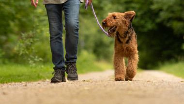 Airedale Terrier. Dog handler is walking with his obedient dog on the road in a forest.