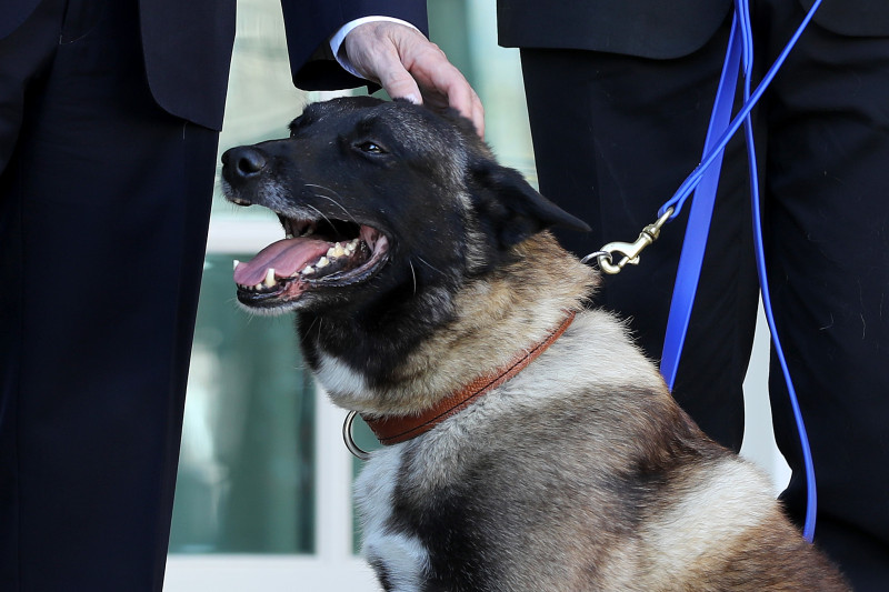 Hero Military Dog From Al-Baghdadi Raid Honored At The White House