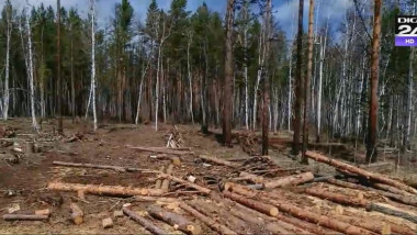 Defrișări ilegale în pădurea siberiană