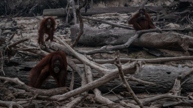 incendii Borneo, cimpanzei rămași fără copaci
