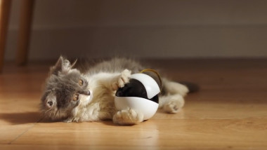 pisica se joaca cu ebo, gadget pentru animale de companie