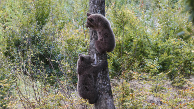 Brown bear cubs climbs a tree in autumn, Transylvania, Romania