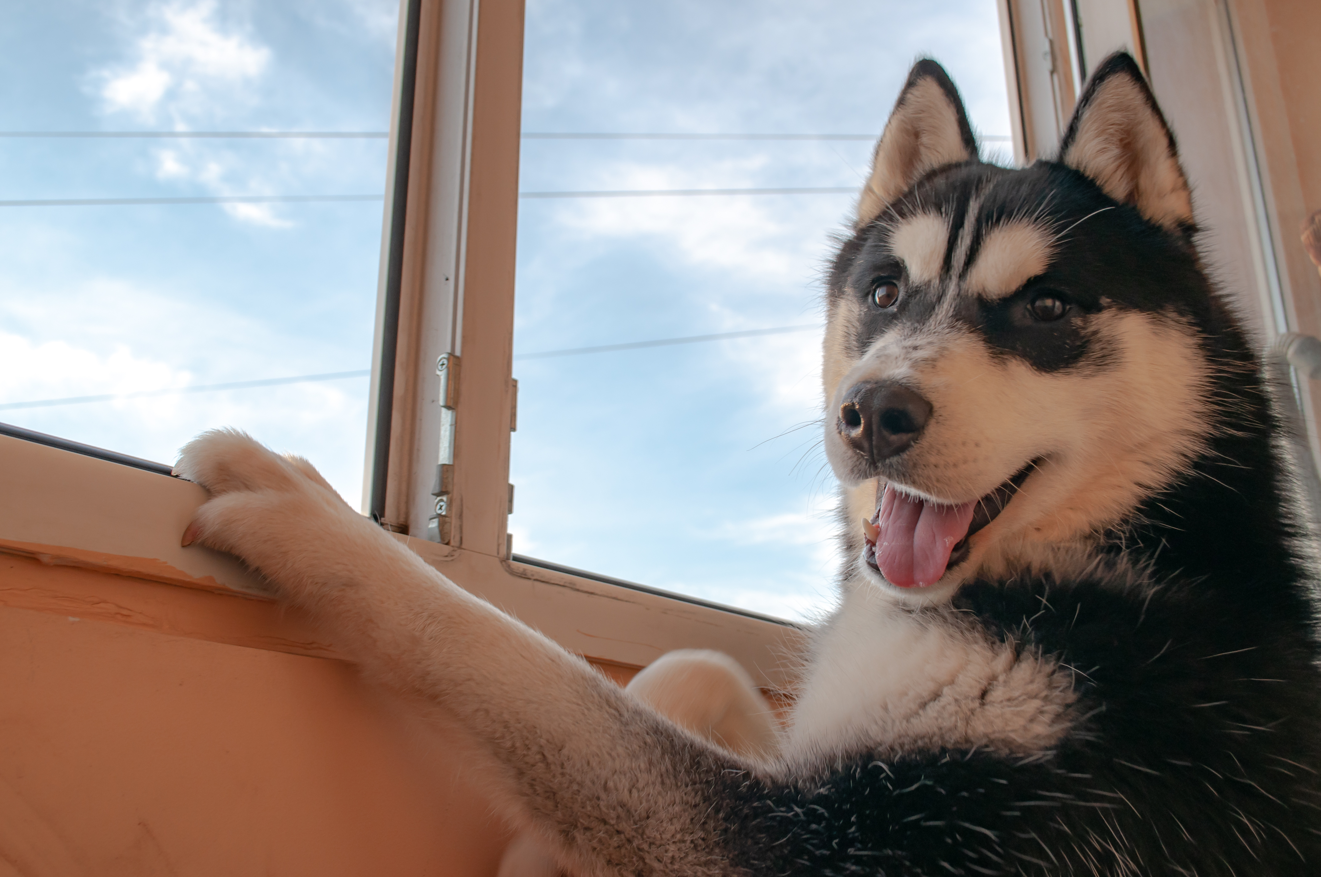 Un bărbat din Suceava a fost condamnat la închisoare după ce a ucis cu sânge rece un câine Husky