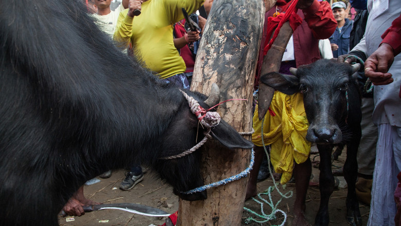 BARIYARPUR, NEPAL - NOVEMBER 28: Two water buffalos are tied to a piece of wood during the celebration of the Gadhimai festival on November 28, 2014 in Bariyarpur, Nepal. Over two million people attended this year's Gadhimai festival in Nepal's Bara Disctrict. Held every five years at the Gadhimai temple of Bariyarpur, the festival is the world's largest slaughter of animals, during which between thousands of water buffaloes, pigs, goats, chickens, rats and pigeons are slaughtered in order to please Gadhimai, the Goddess of Power. (Photo by Omar Havana/Getty Images)