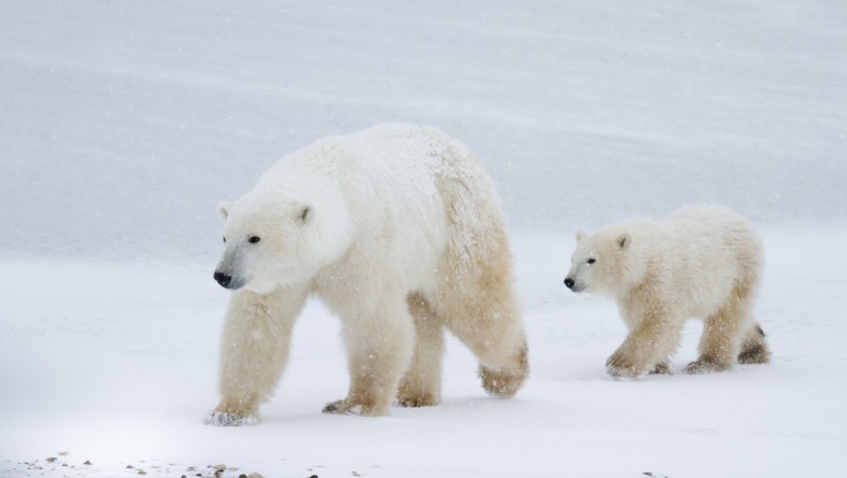 ursi polari urs animale
