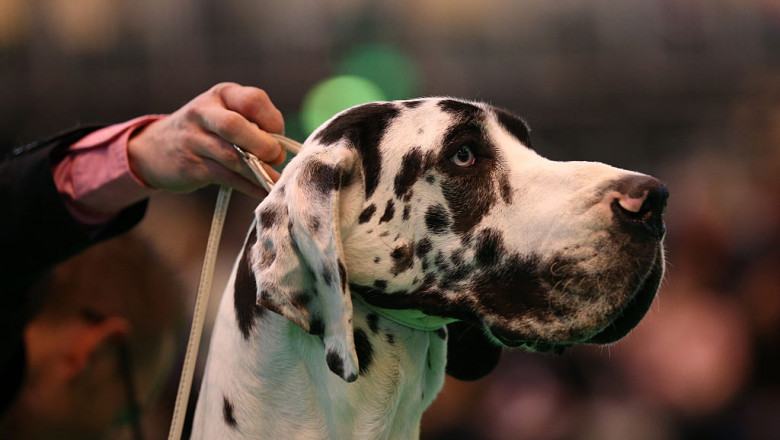 Second Day Of Crufts 2015