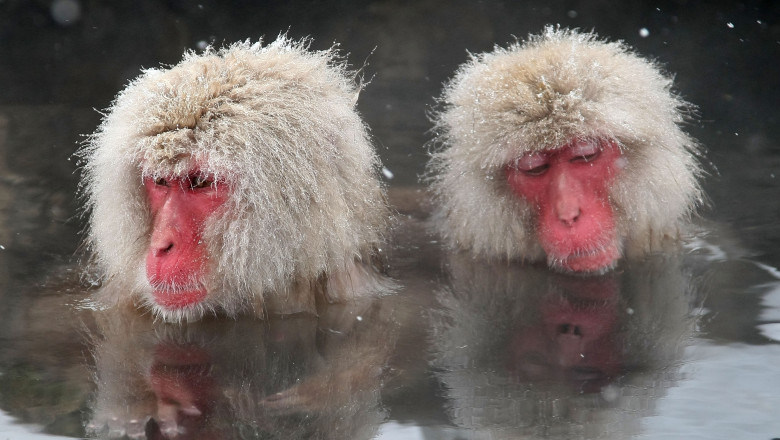 Japanese Macaque Monkeys Bathe In Hot Springs