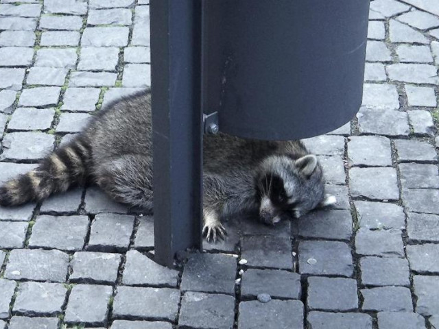 VIDEO. Un raton beat, atracția turiștilor la un târg de Crăciun din Germania