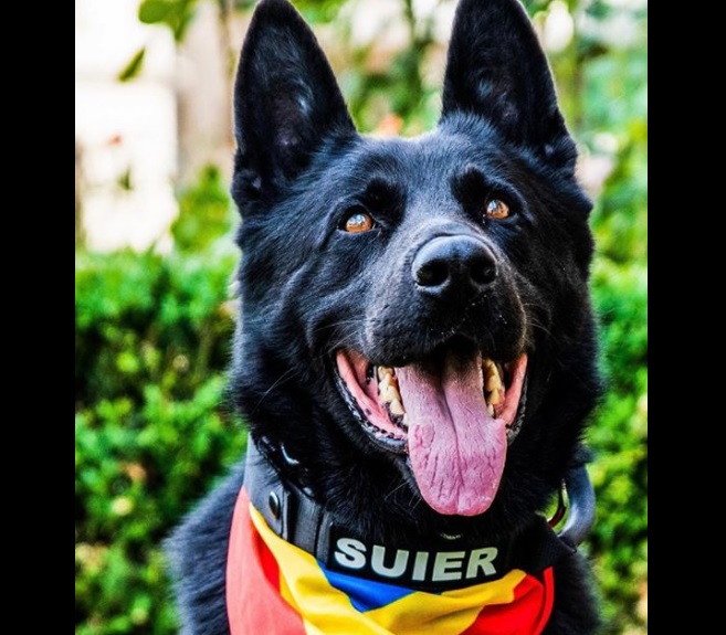 A murit câinele-polițist Șuier. Primul lup cehoslovac din România era trimis la festivaluri pentru detectarea substanțelor interzise