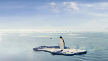 pinguin incalzire globala schimbare climatica